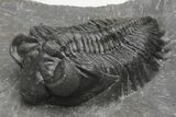 Coltraneia Trilobite Fossil - Huge Faceted Eyes #216509-4